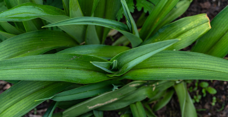 Obraz premium Kwiaty w Szwecji