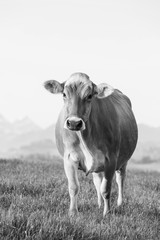 Swiss brown cattle stands on a spring morning on a meadow in the foothills of Switzerland