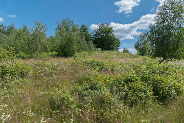 The meadow is overgrown with grass and shrubs under the blue sky