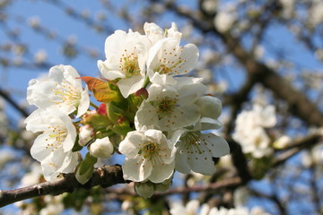 Frühling_Kirschbaum