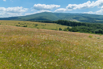 carpet of wild flowers and far away mountain slopes