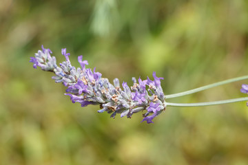 Brin de lavande dans un jardin