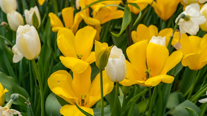 Flowers in Sweden