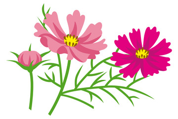 Cosmos flowers - flat clip art