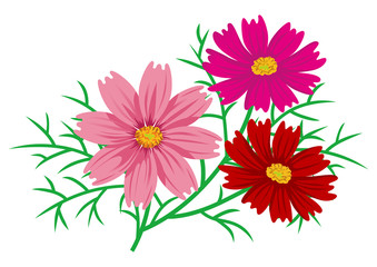 Cosmos flowers clip art