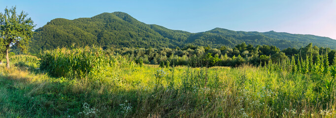 agricultural land with corn and beans in a forest near a wooded mountain
