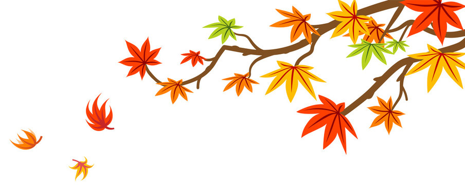 Autumn Maple branch