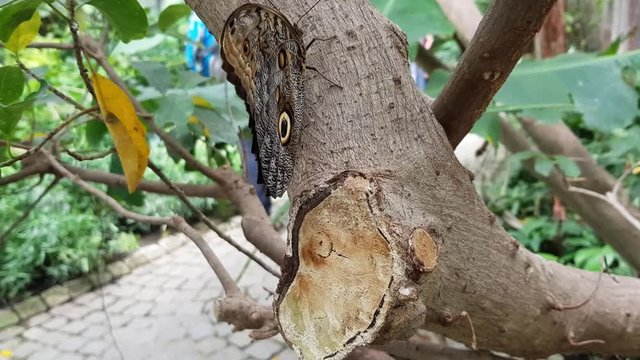 Beautiful brown butterfly sitting on tree while the camera rotates around its wings.