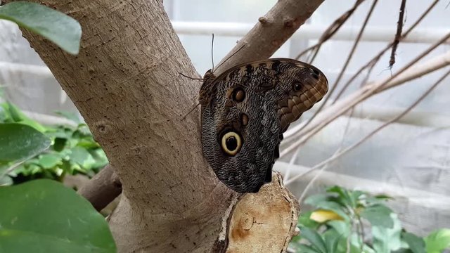 Beautiful brown butterfly sitting on a tree while the camera rotates around it to show its wings from a different angle.