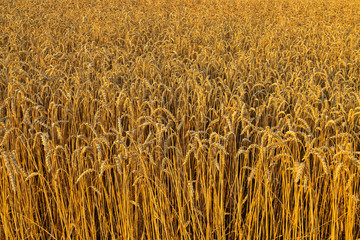The golden wheat field. In the future, these ears become a delicious bread
