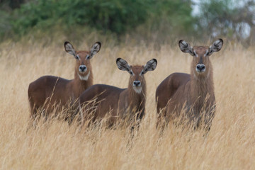 Impala facing