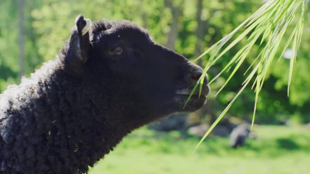 Cute lamb sniffing grass, but then rejects it. Slowmotion. 4K UHD 120fps 16-bit HDR. Shot on RED.