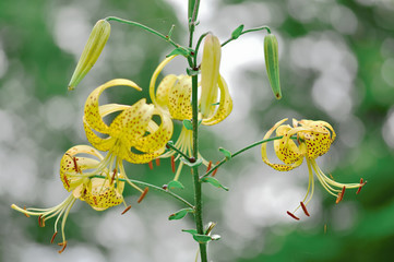 夏の花　黄金鬼百合