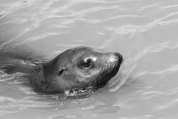 Obraz premium A sea lion swims past the pier and looks out of the water. Sea Lions at San Francisco Pier 39 Fisherman's Wharf has become a major tourist attraction.