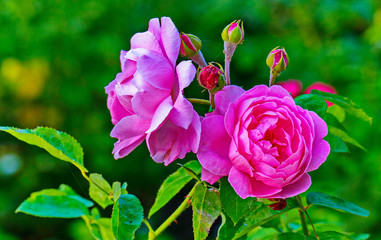 A pink rose closeup in focus with buds and leaves on a green background