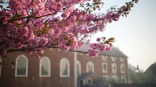 Fleures et &eacute;glise