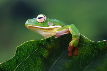 White lipped, tree frog on green leaves, tree frog