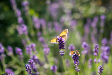 Papillon et lavande