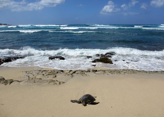 Turtle rest on beach in the North Shore