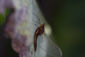 mayfly, Ephemeroptera on a weeping willow leaf during the daytime.