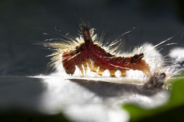 grey dagger moth caterpillar, Acronicta psi, silhouette while on a weeping willow leaf.