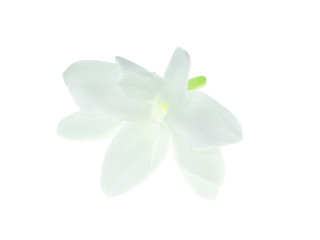 Fototapeta na wymiar Close up of jasmine flower.