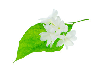 Close up of jasmine flower.