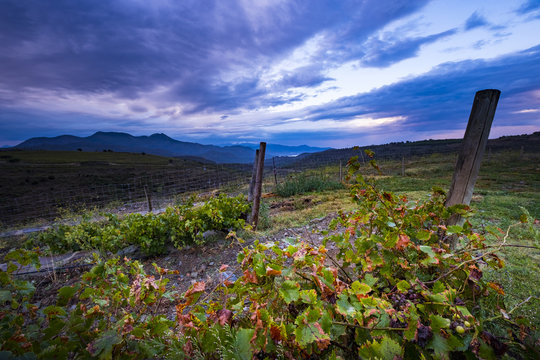 Vineyards for the production of organic wines around the town of Colera north of the Costa Brava in the province of Gerona in Catalonia Spain