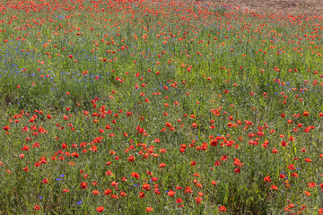 the picturesque landscape with red poppies among the meadow