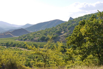 rows of a vine in a valley between mountains and hills with single-walled trees