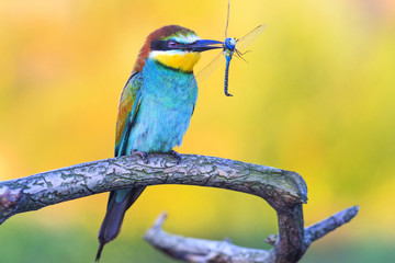 exotic bird keeps dragonfly in the beak