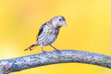 wild bird sitting on a branch with a pattern