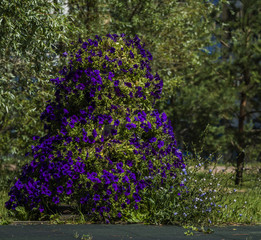 The tree of the blue flowers.