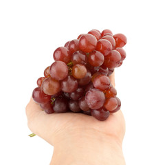hand hold grapes seedless red isolated on white background