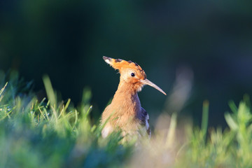 beautiful bird among the green juicy grass