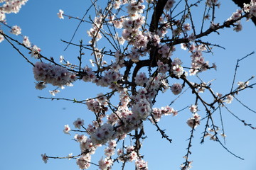 Almendro en flor