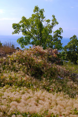 A tree in dense flowering shoots of wild flowers with a blue sea smoothness in the background.