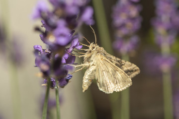 Gammaeule auf Nektarsuche an Lavendel