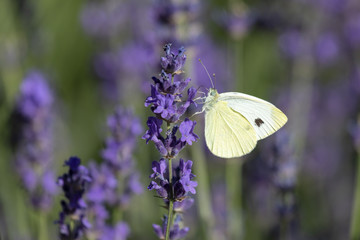 Kohlweissling an Lavendel