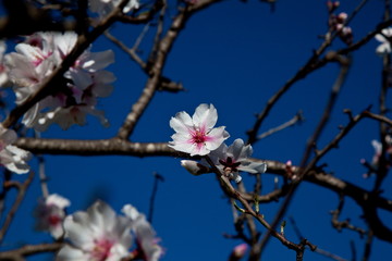 Almendro en flor