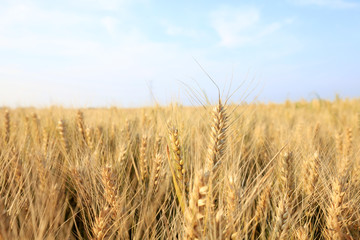 Fototapeta na wymiar wheat mature