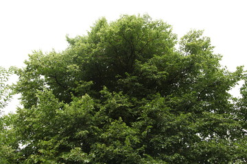 Fototapeta premium Tree Blowing in Wind