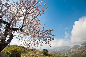 Almendro en flor