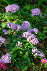 ピンク色のペンタスの花