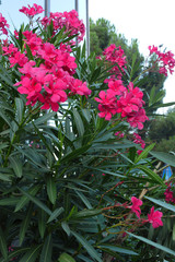 a large bush near the house with lush pink flowers and long green leaves
