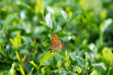 葉っぱにとまったツマグロヒョウモン