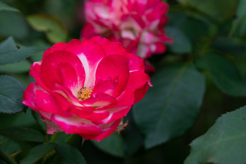 赤と白のばら「ジュビレデュプリンスドゥモナコ」の花のアップ