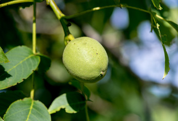 Walnut on the tree. The plant.