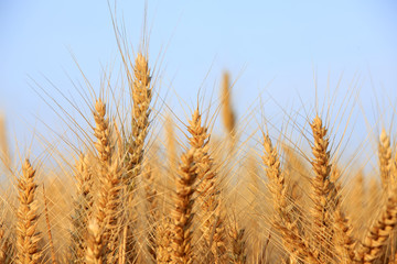 wheat mature