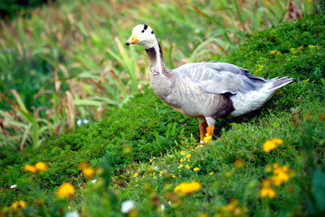 An interesting duck with a white head with a black stripe standing on a green carpet of grass with yellow flowers.